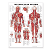 Laminated Anatomical chart - Male Muscular System