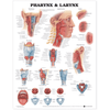 Anatomical Chart Company Anatomical Charts Pharynx & Larynx Anatomical Chart
