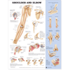Anatomical Chart Company Anatomical Charts Shoulder and Elbow Anatomical Chart