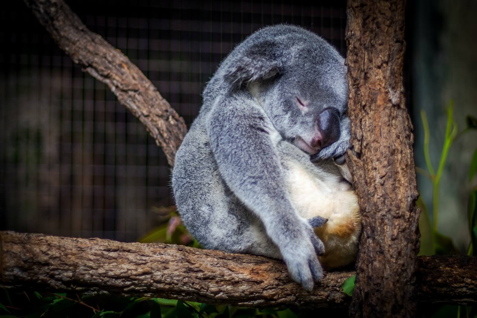 Skincare Koala Asleep In Tree