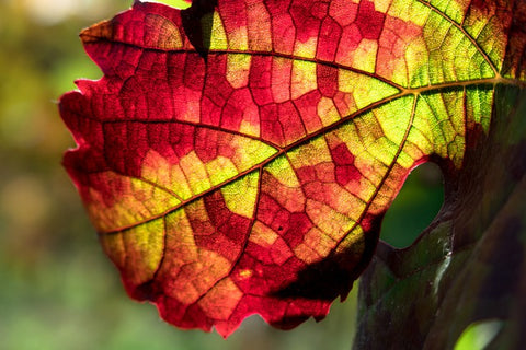 Ich liebe den Herbst zum Wimpernkleben