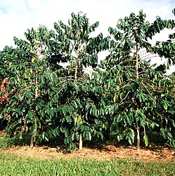 Coffea Canephora