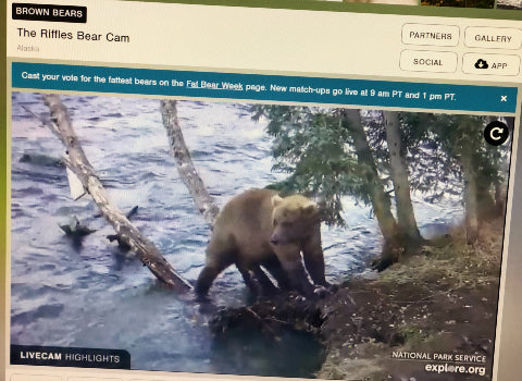 Kids Forest Activities - Live Bear Cam