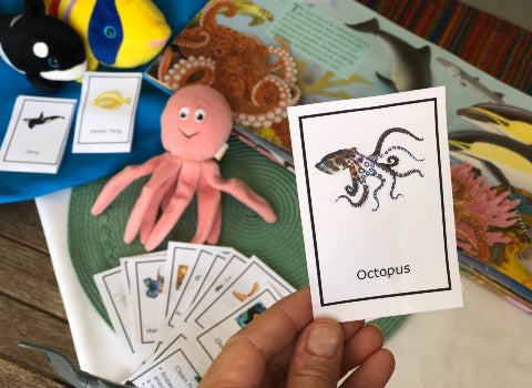 kids ocean animal flashcards