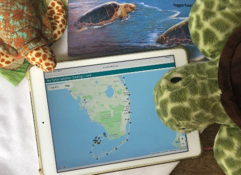 Kids tracking sea turtles online