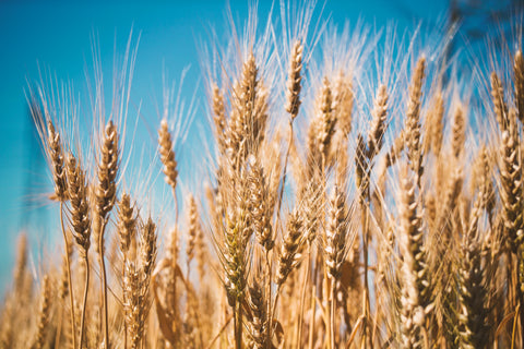 Barley, Wheat or Rye Malt.