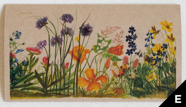 "Wild Flowers" greeting card features art depicting wild flowers of the pacific coast, originally watercolor illustrations (full color printed on kraft paper)