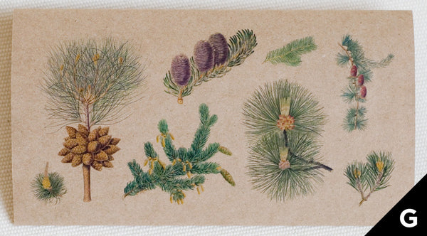 greeting card features illustrations of details of different pine trees (full color print on kraft paper)