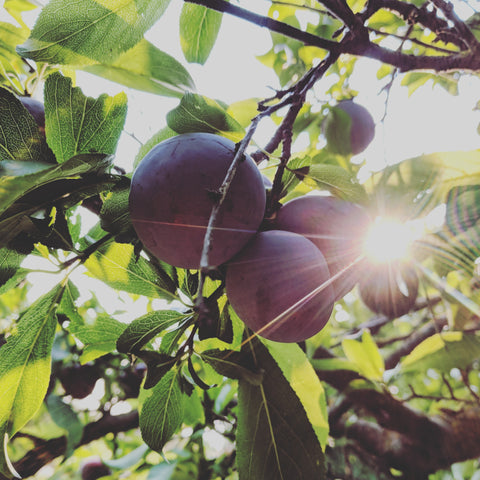 organic santa rosa plums hanging on the tree with a ray of sunlight peaking through. These will be made into jam and shrub and fruit snacks.