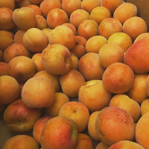 blenheim apricots! nectary goodness and deeply flavorful, these apricots are a fragile fruit lovingly grown in the Capay Valley. These delicate fruits are used to calling the bay area home and have been grown in Northern California for over 100 years.