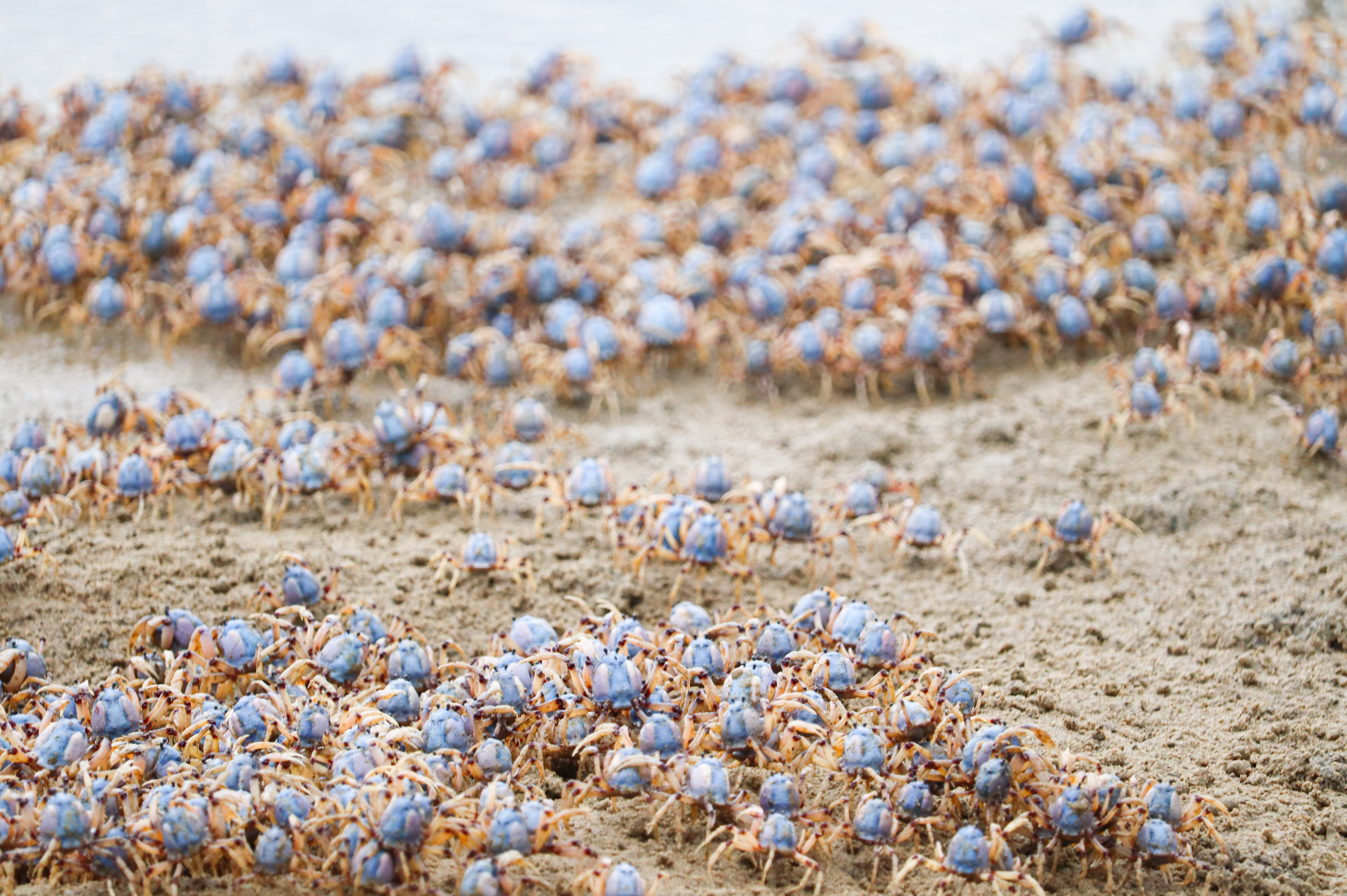 Thousands of blue solider crabs 