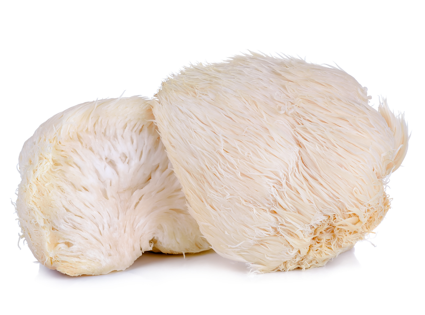 Lion's Mane Mushroom