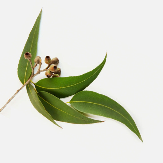 Eucalyptus Radiata Leaf Oil