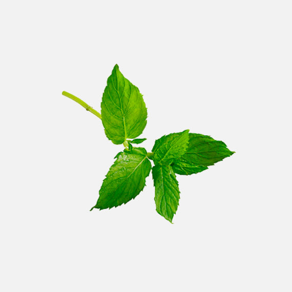 Organic Lemon Balm