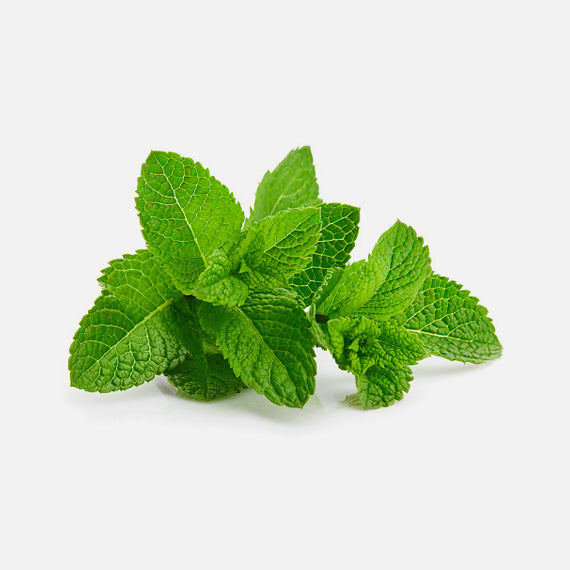 Spearmint Leaf