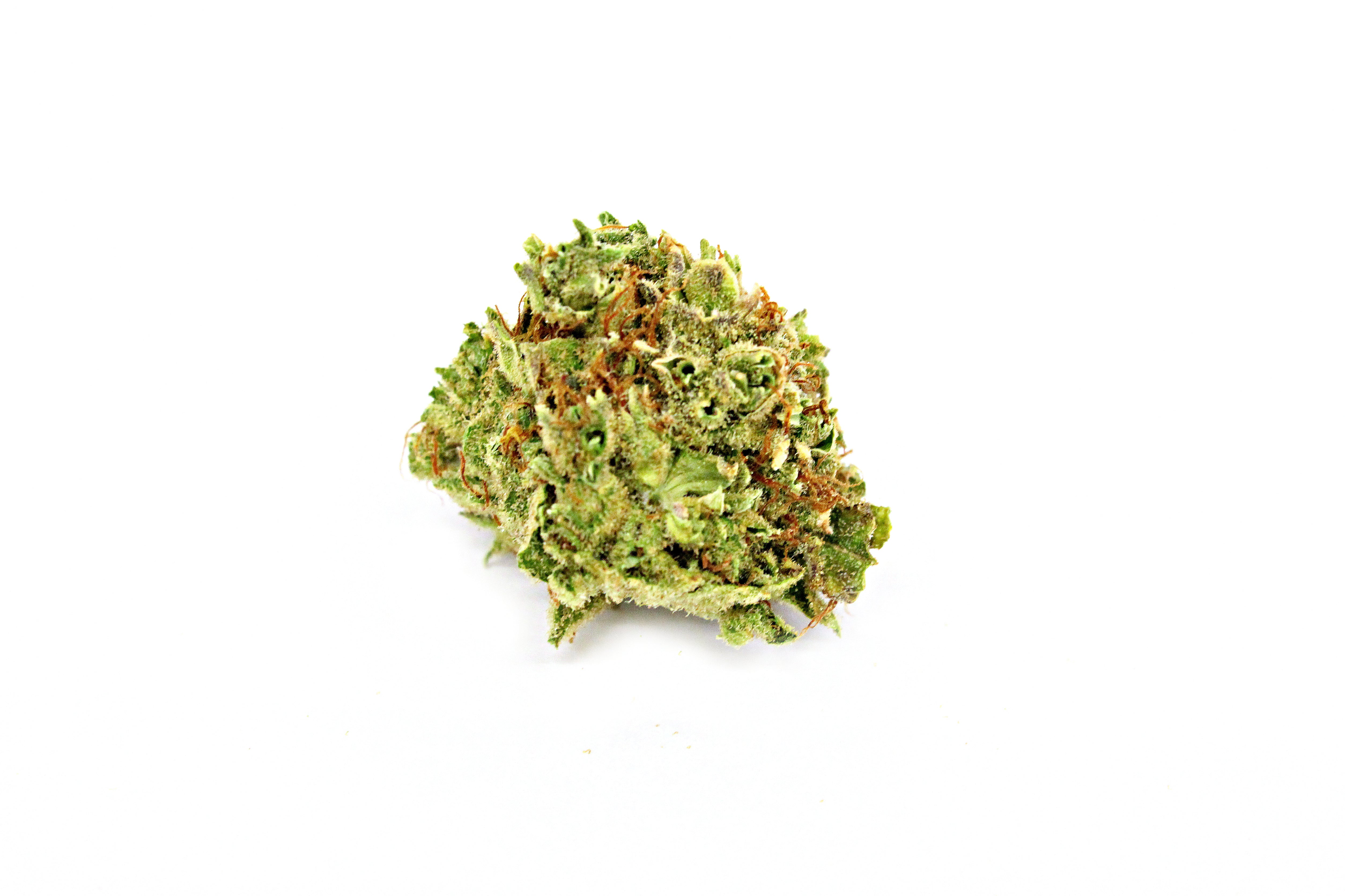 Canna Farms Tangerine Dream Flower