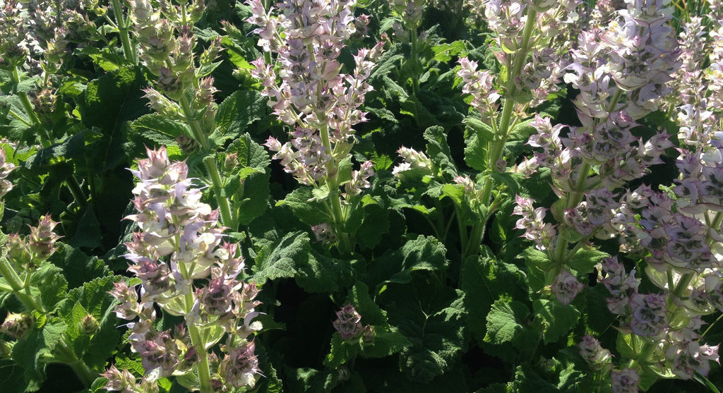 Cosy Cottage Clary Sage
