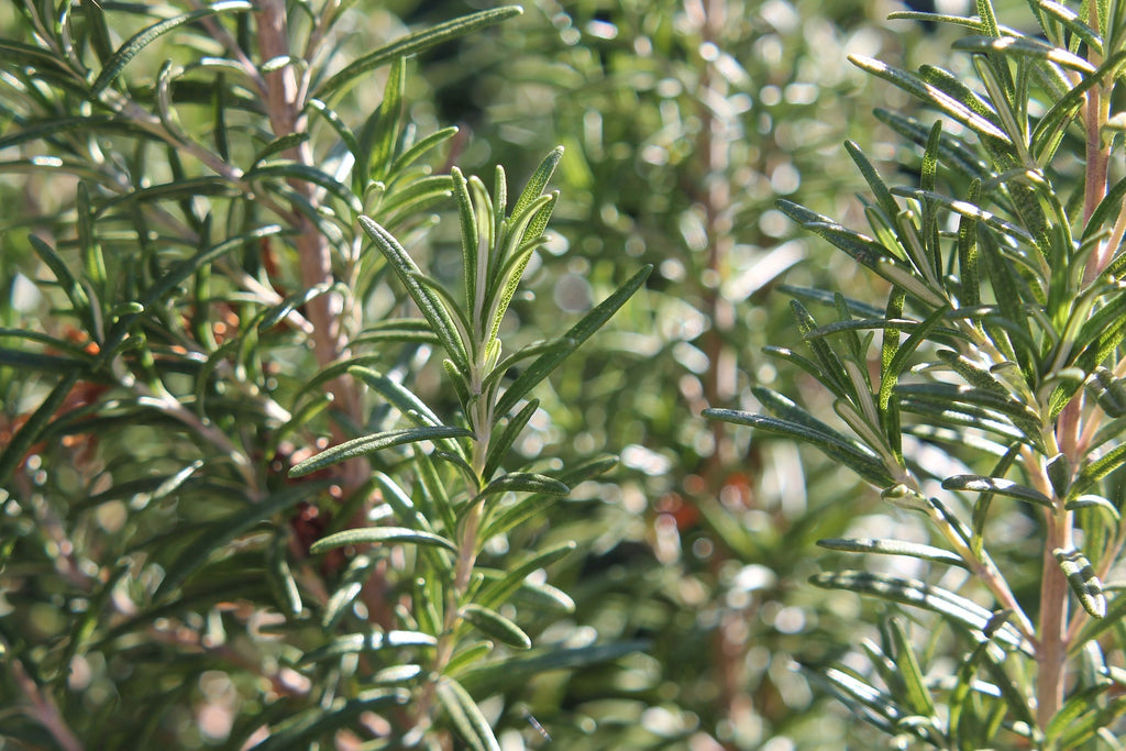 Cosy Cottage Rosemary