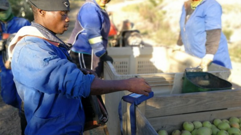 Scanning RFID reader for fruit picked