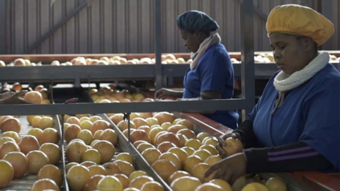 Farmworker sorting fruit