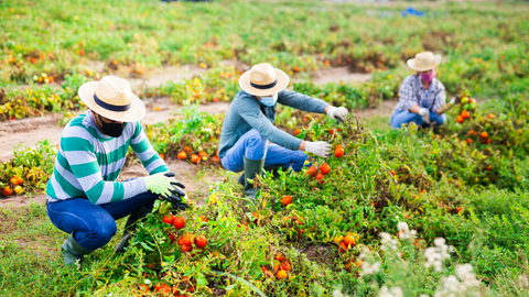 Farmworkers picking fruit 