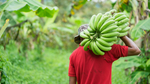 Farmworker picking bananas