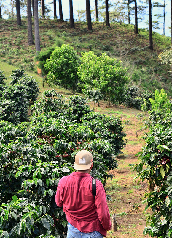 Coffee Farms Of The Americas