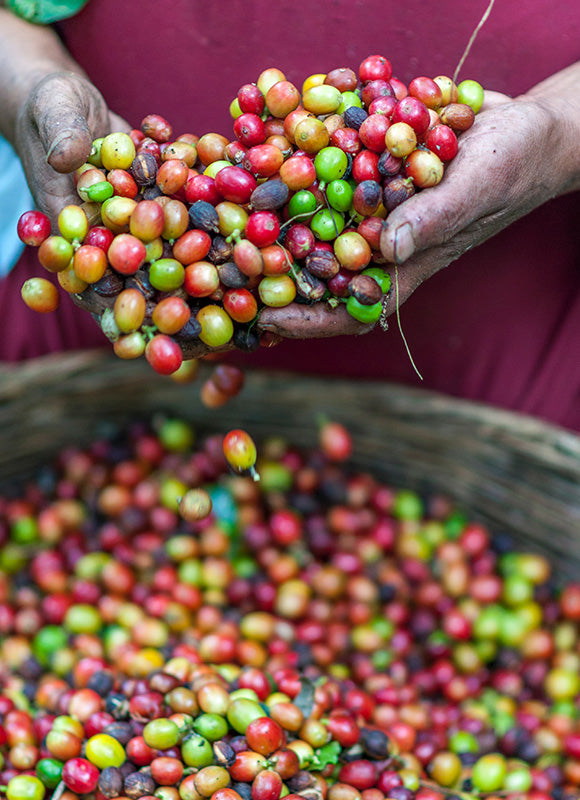 Discovering Arabica And Robusta Species Of Coffee