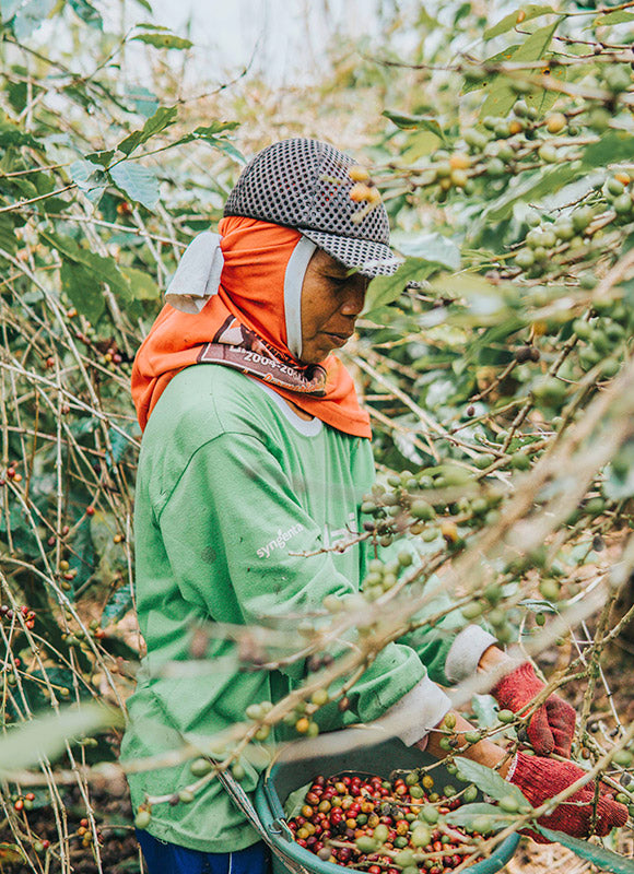 Discovering Indonesian Coffees