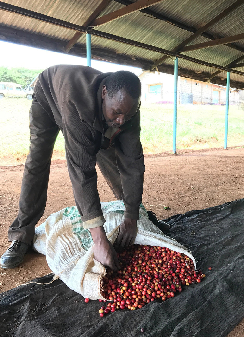 Kenya Coffee SL28 And SL34 Varietals