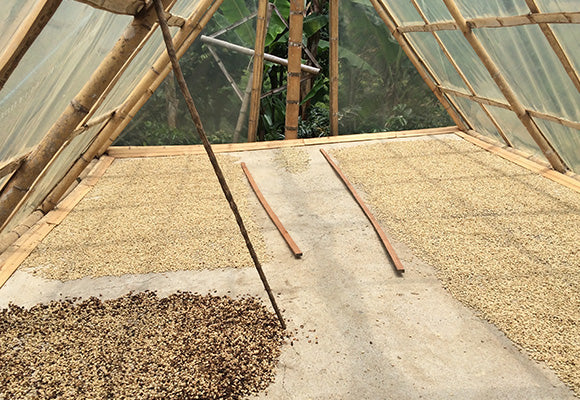 Naturally Processed Coffees On Drying Beds