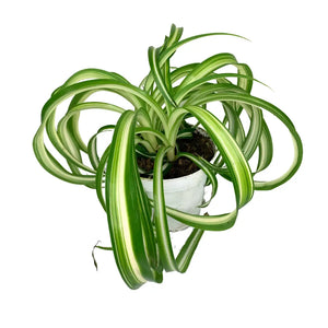 4" Spider Plant - Chlorophytum Bonnie - Grounded Bodyworks - Bonnie Plants Live Plants