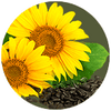 Sunflower Seed Oil