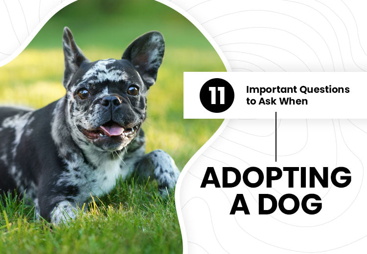 11 important questions to ask when adopting a dog