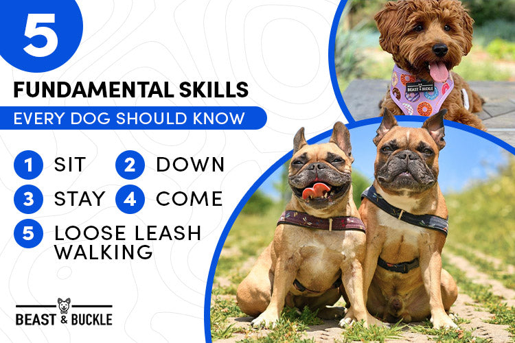 5 Fundamental Skills Every Dog Should Know
