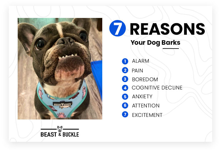 7 reasons your dog barks