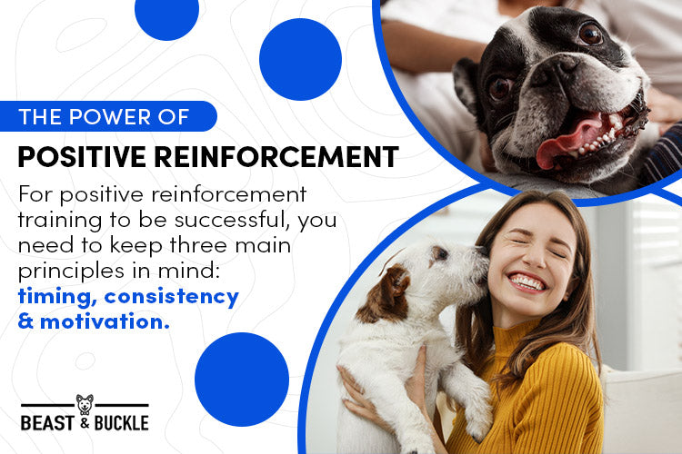 Building a Solid Foundation of Training with Positive Reinforcement 