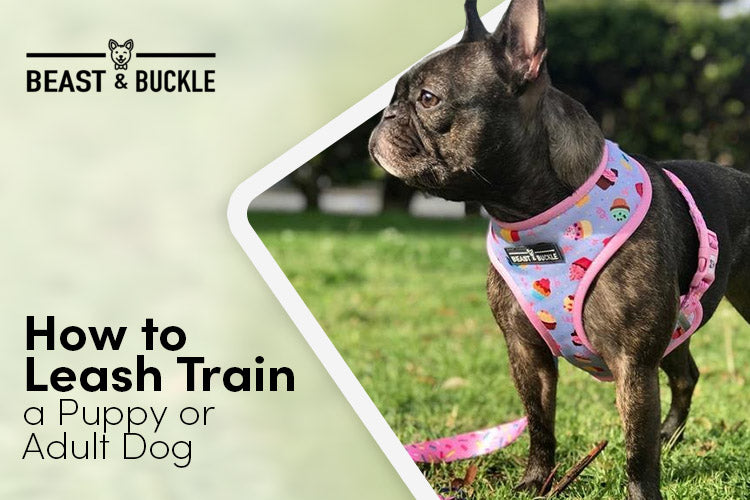 how to leash train a puppy or adult dog