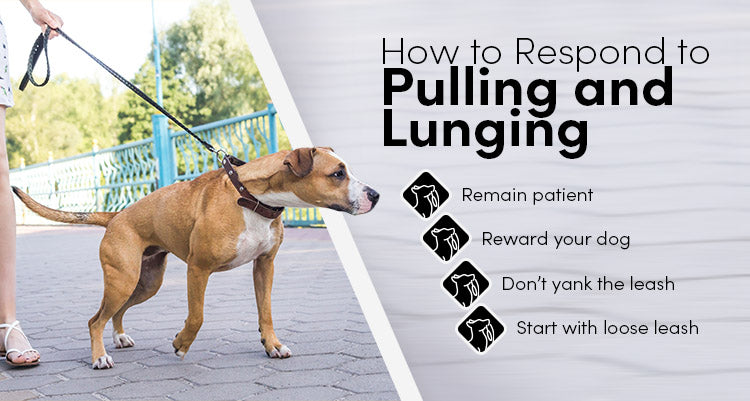 how to respond to pulling and lunging