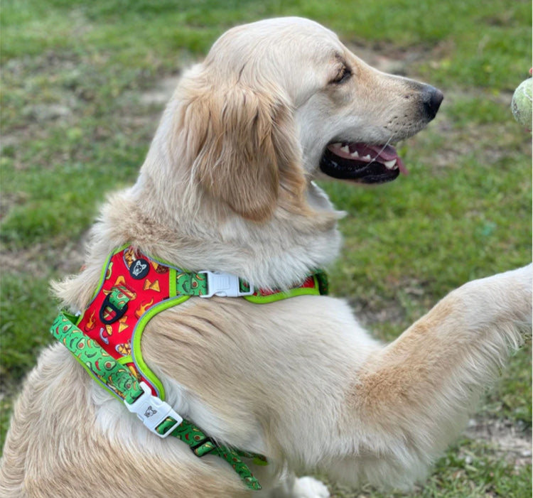 a dog wearing a green and red harness shaking hands