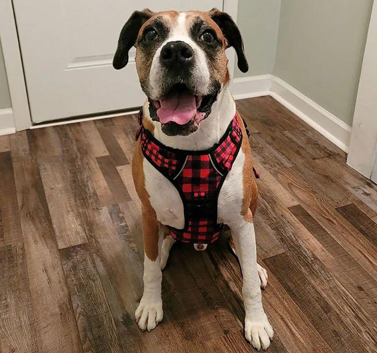 a dog wearing a plaid harness