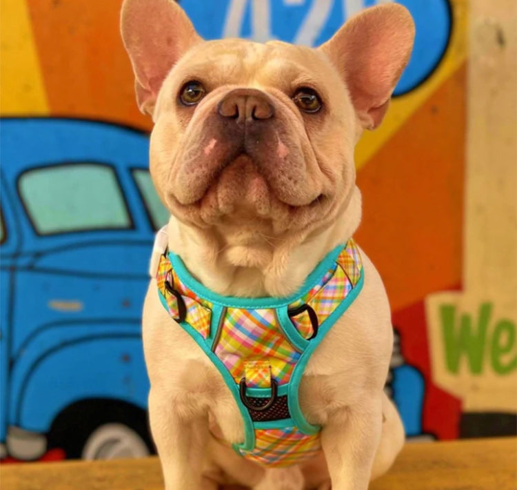 a small dog wearing a colorful harness