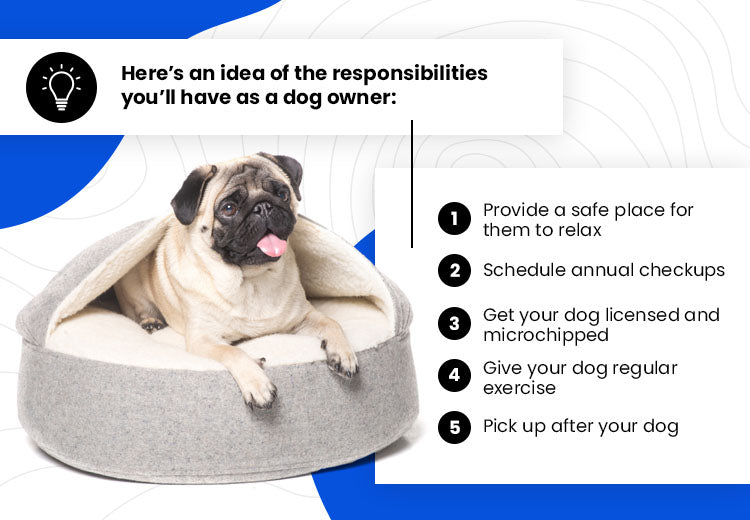 an idea of the responsibilities of a dog owner