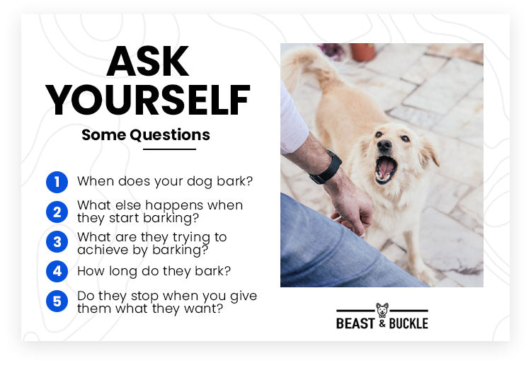 ask yourself some questions dog behavior