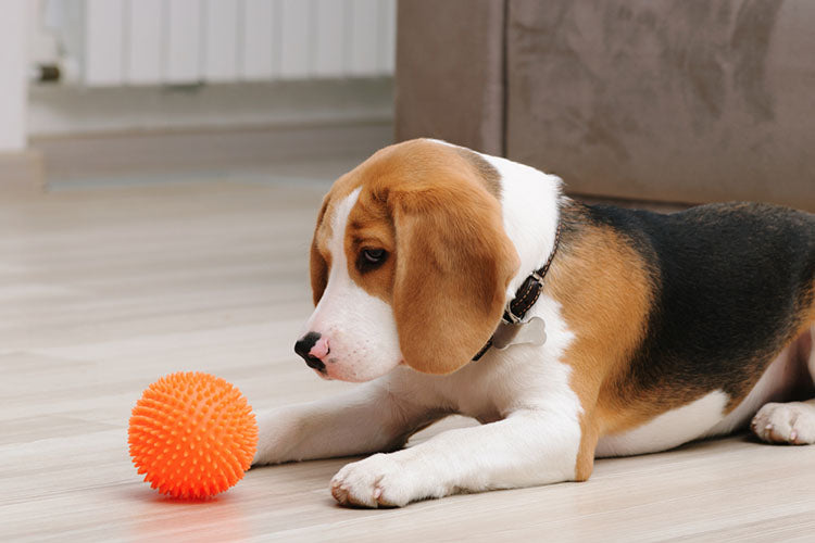 beagle plays with rubber ball
