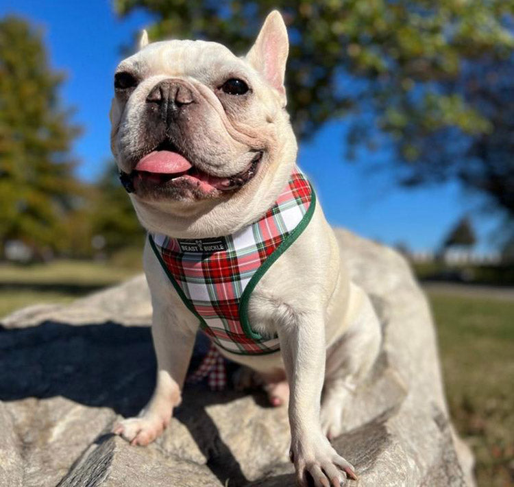 a dog wearing a christmas plaid classicc dog harness