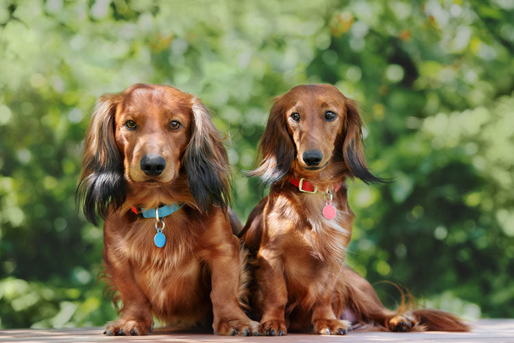 dachshund dogs sitting together