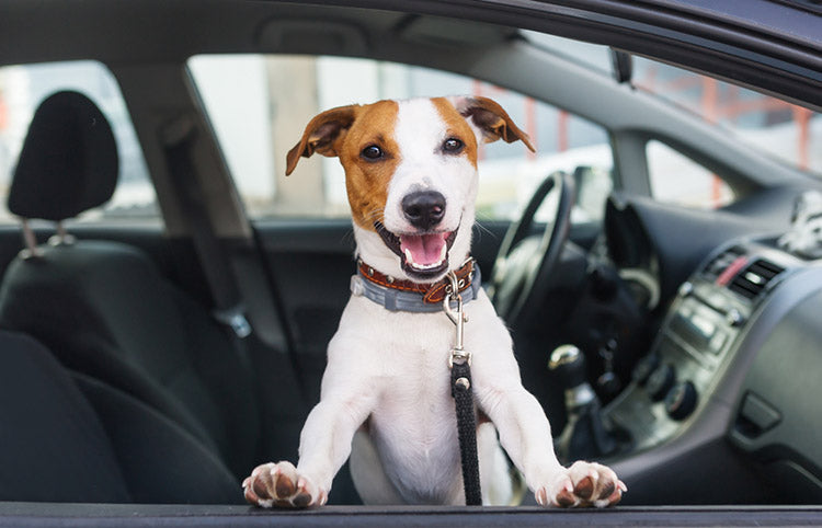 dog in a car