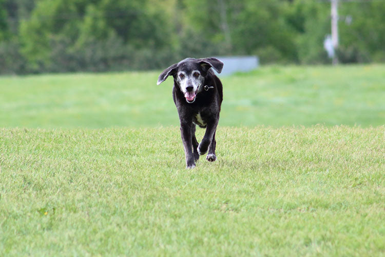 dog running in field