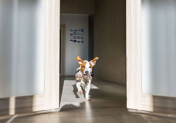 dog running through door